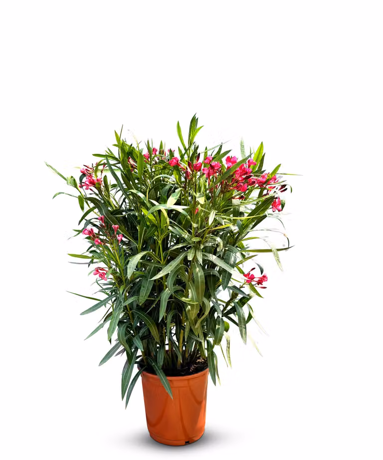 Sunny Tree - Pianta - Oleandro - Nerium Oleander - Altezza 80-100 cm - Colore rosso - Pianta da esterno