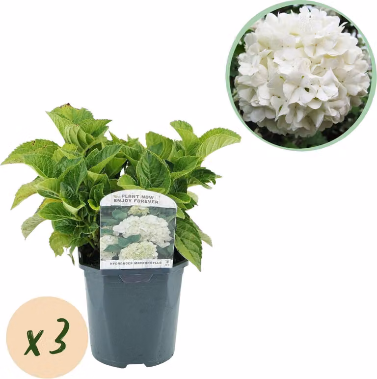 Ortensia Hydrangea macrophylla bianca - 3 piante - Fioritura bianca - Ø17cm