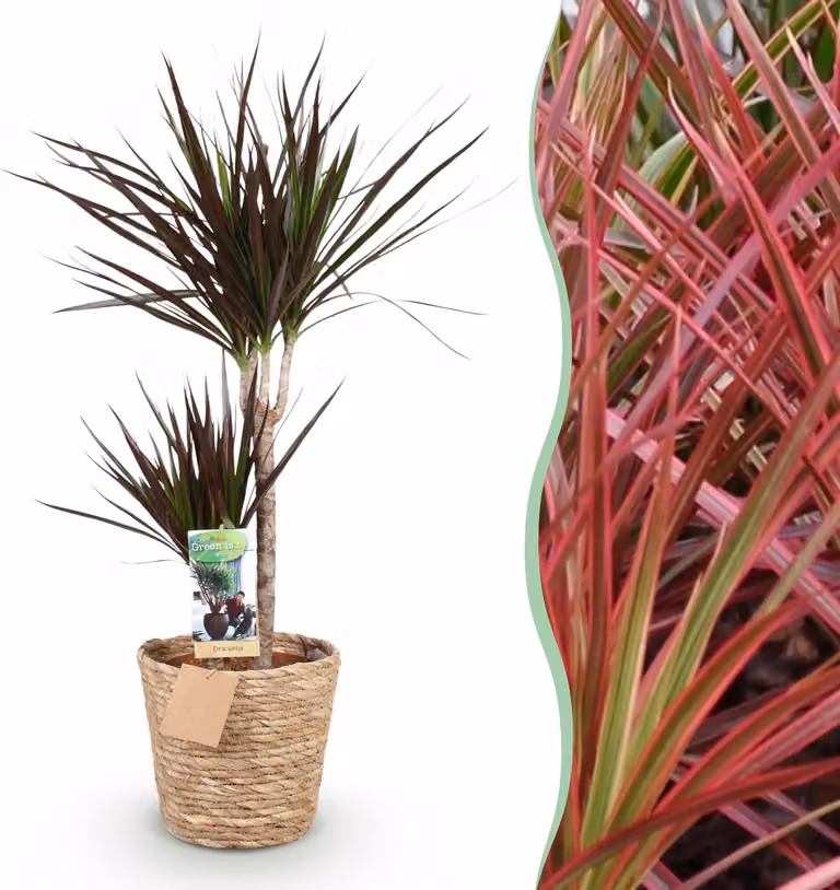 Dracaena Magenta - Albero dei draghi - Bassa manutenzione - con cesto - Verde - 90-100cm - Ø21cm - Pianta d'appartamento - Sempreverde