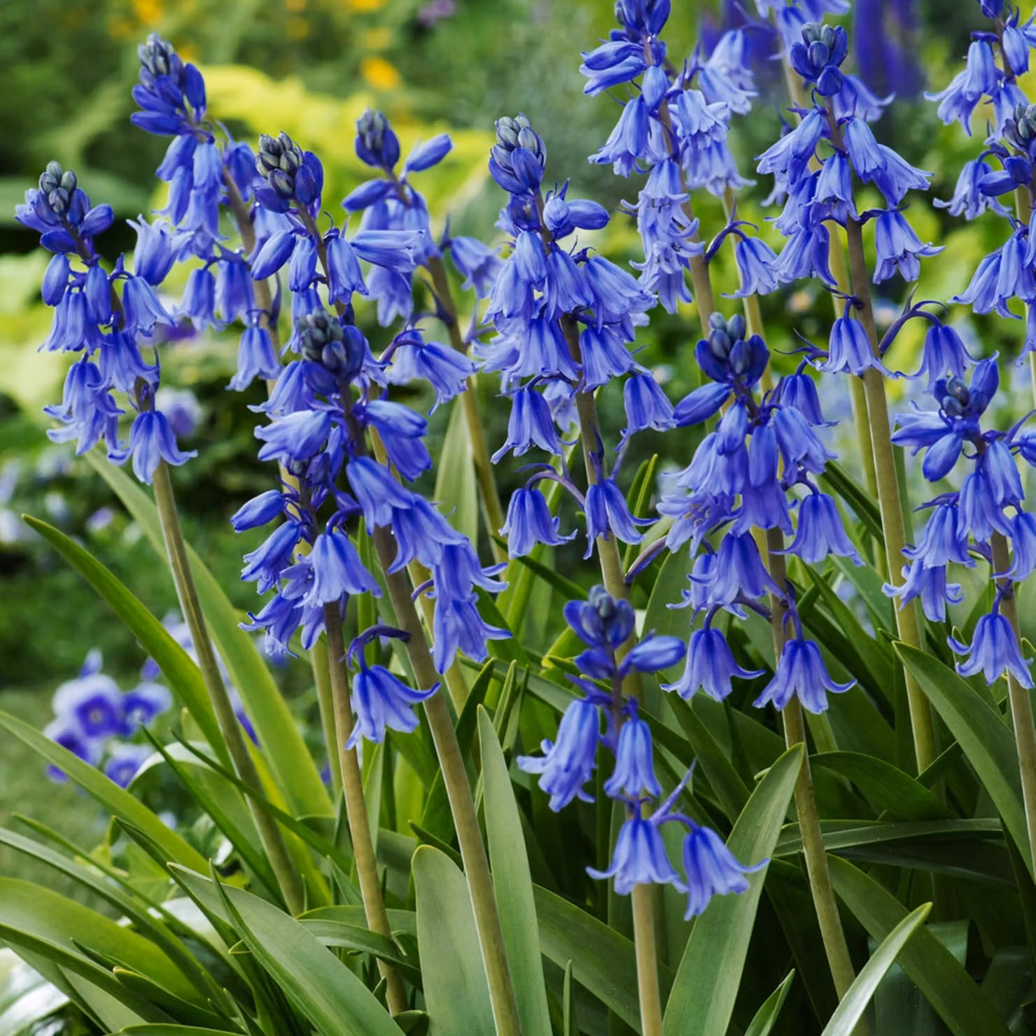 Bulbi di Hyacinthoides Bulbi di fiori Campanule Excelsior 5 pz.
