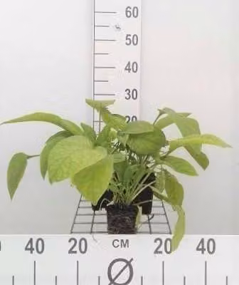 6 x Symphytum grandifl. 'Wisley Blue' - Comfrey - vaso 9 x 9 cm
