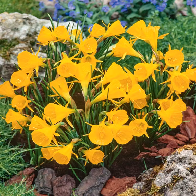 Bulbi di giunchiglia Bulbi di fiori Tromba di giunchiglia Golden Bells 5 pz.