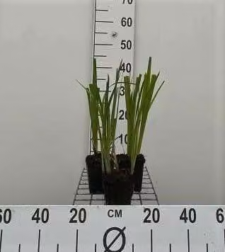 6 x Iris ensata ( kaempferi) - Iris - vaso 9 x 9 cm