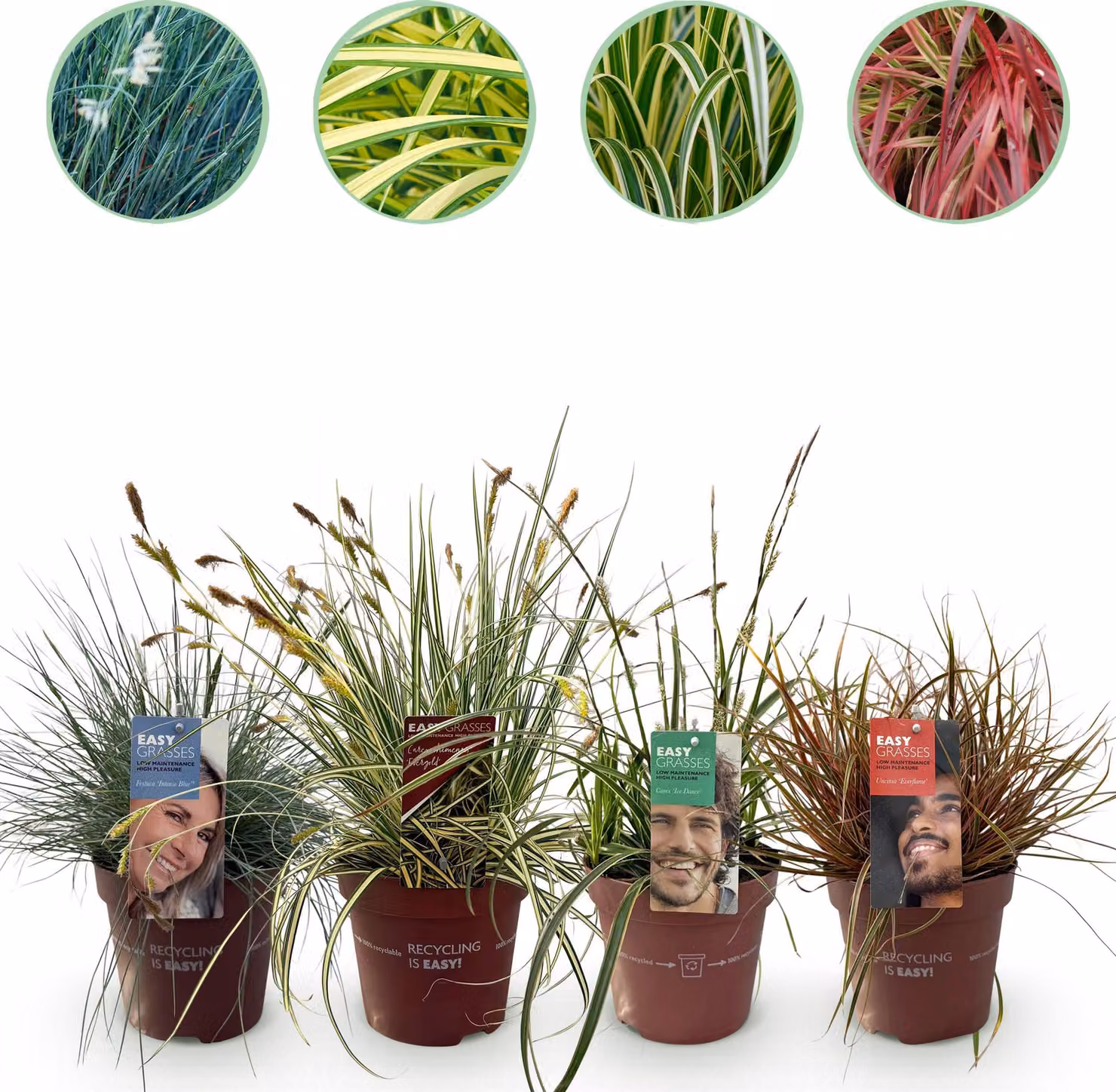 Erbe ornamentali - 4 piante - Blu - Giallo - Verde - Rosso - Sempreverde - Bassa manutenzione - 40-50cm - Ø17cm - Pianta da giardino