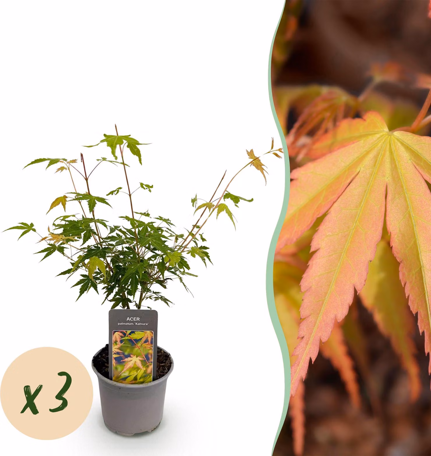 Acer palmatum Katsura - Arancione - 3 piante - Deciduo - Bassa manutenzione - 25-35cm - Ø12cm - Pianta da giardino