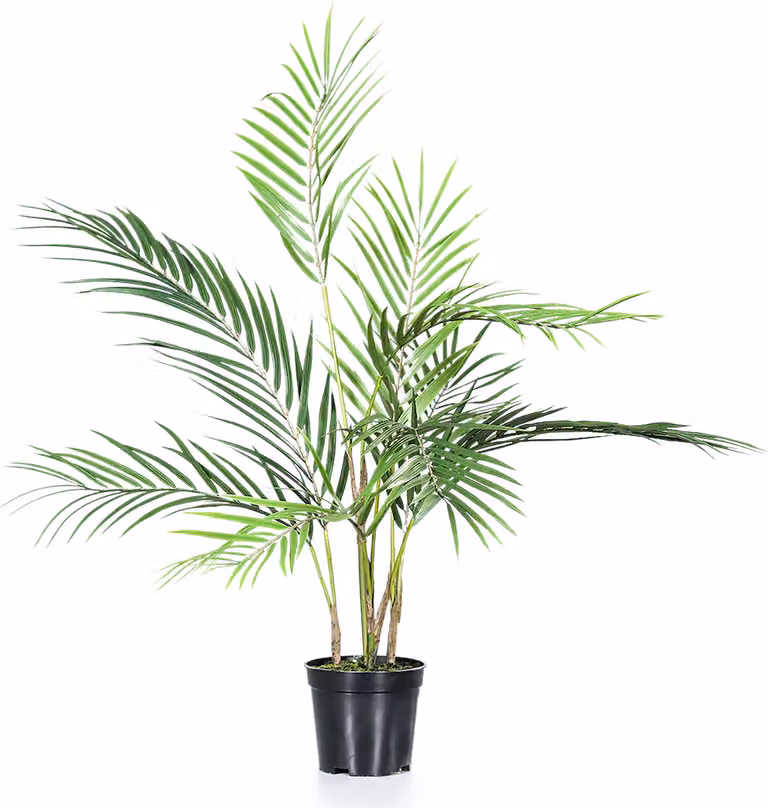 3.08 Palma Chico in vaso nero - circa 75 cm - pianta artificiale
