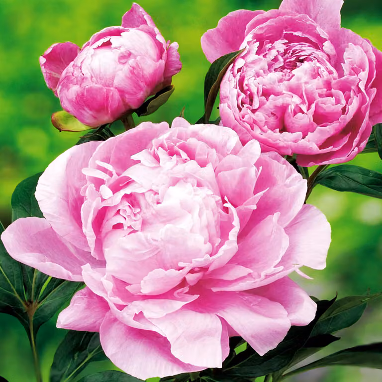 Paeonia Peonia piantina Dr. Alex Fleming 1 pz Peonie piantine Profumate