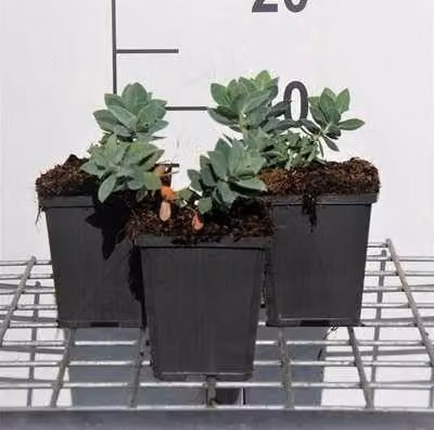6 x Euphorbia cyparissias - euforbia - vaso 9 x 9 cm