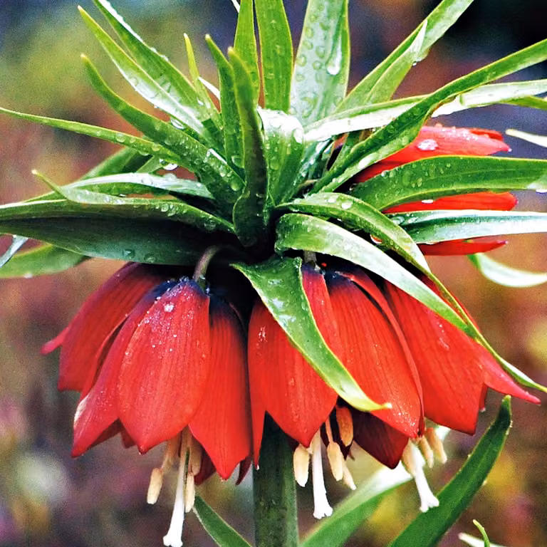 Bulbi da fiore Bulbi da fiore Fritillaria Imperial Crown Chess Flower Red XXL 1 pz.