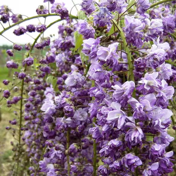 Edelblauregen - Wisteria floribunda 'Violacea Plena' | 50-60 cm in vaso