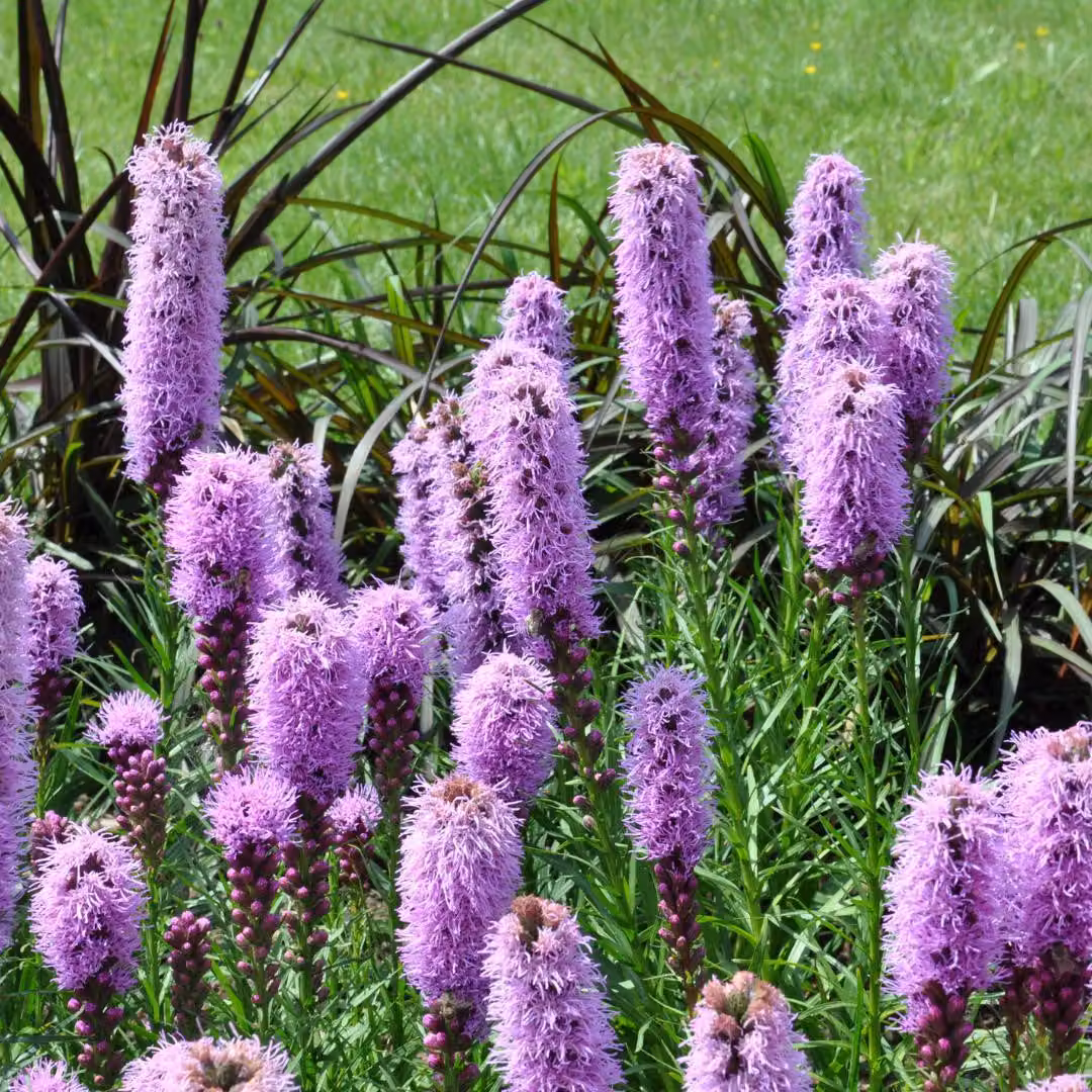 Liatris spicata - 6 piante - Ø9cm - Altezza 10-25cm - Pianta perenne resistente