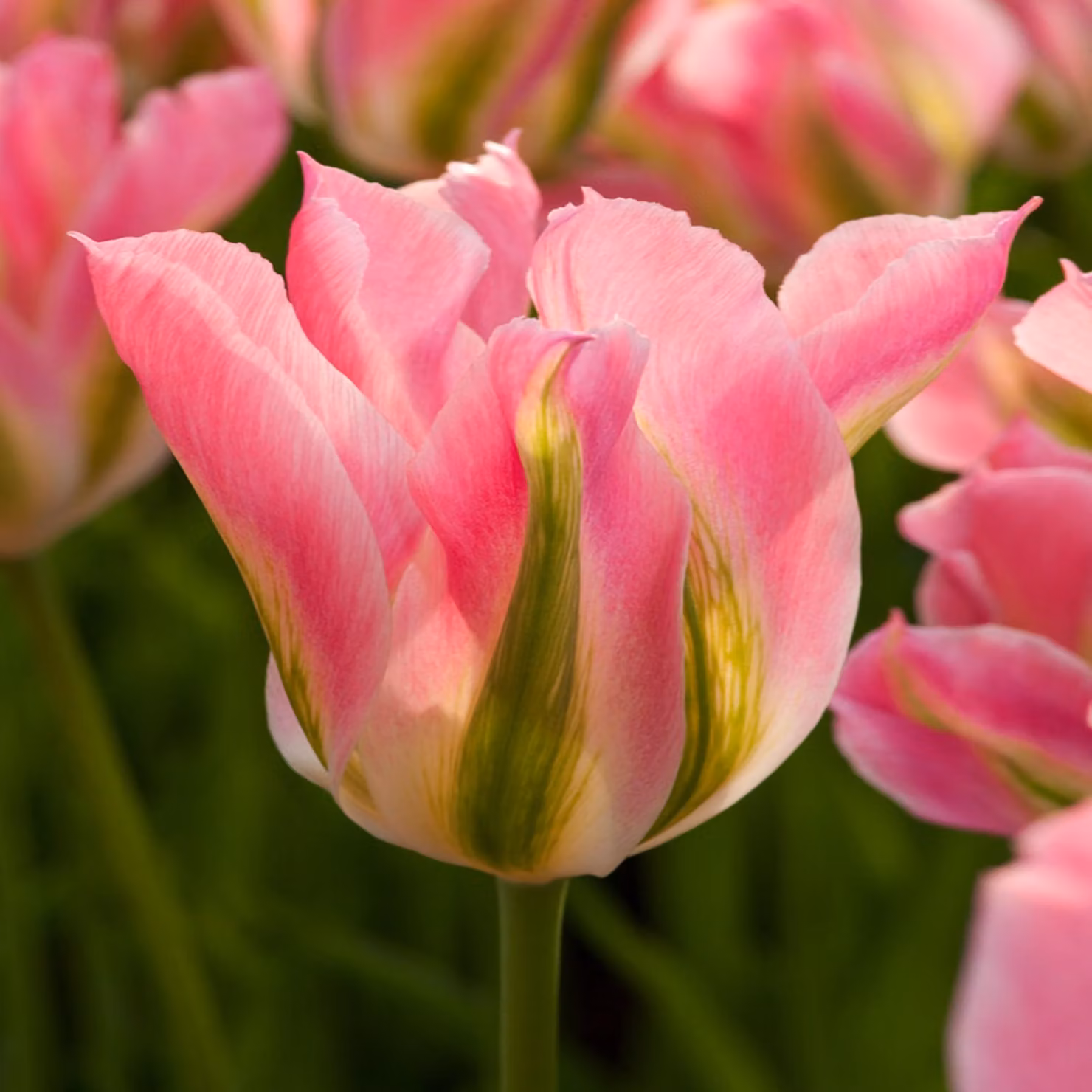 Tulipani Bulbi Fiori Viridiflora Tulipano Virichic 5 pz.