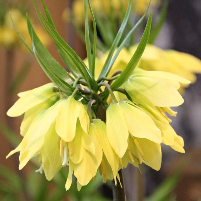 Bulbi da fiore Bulbi da fiore Fritillaria Chess Flower Helena 1 pz.