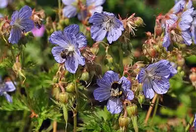6 x Geranio prat. 'Mrs Kendall Clark' - Cranesbill - vaso 9 x 9 cm