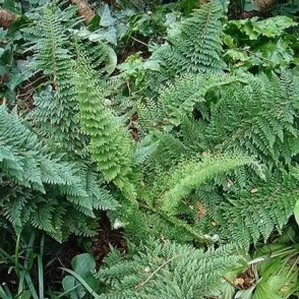 6 piante di Felce filigrana - Polystichum setiferum 'Densum' | Vaso da 9x9 cm