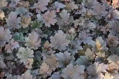 6 x Heuchera hybr. 'Binoche'® - Campanula viola - vaso 9 x 9 cm