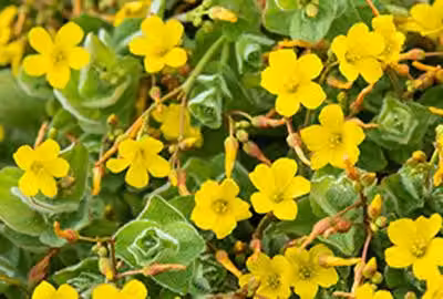 6 x Hypericum elodes - Erba di San Giovanni palustre - vaso da 9 x 9 cm