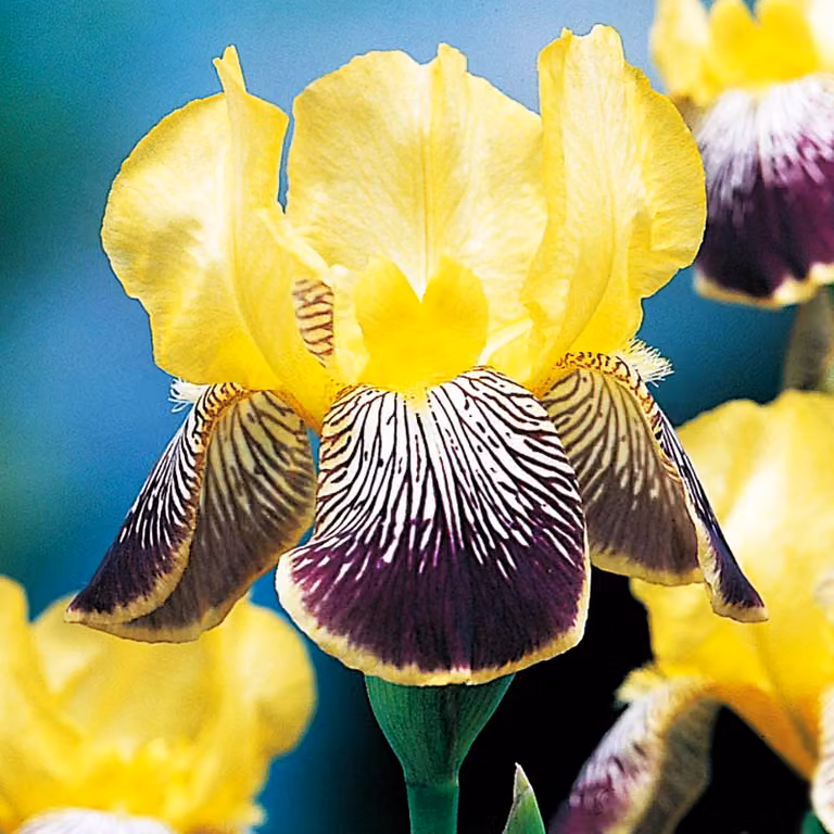 Iris Germanica Bródkowy Nibelungen 1 pz Iris piantine di iris Iris