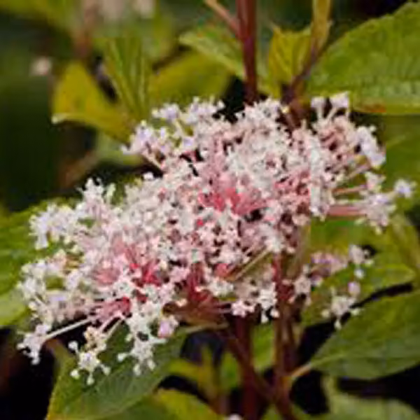 2 piante di Ceanothus pallidus 'Marie Simon' (Säckelblume), altezza 40-50 cm, in vaso