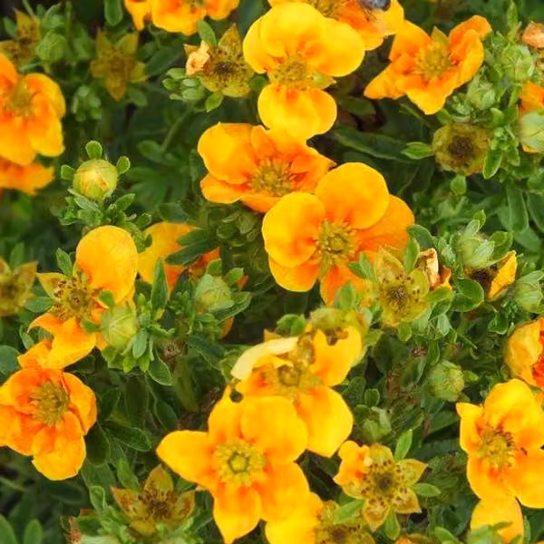 2 piante nane – Potentilla fruticosa 'Mango Tango' | 25-30 cm in vaso