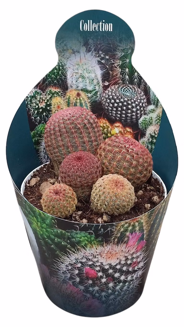 Echinocereus rigidissimus rubrispinus - raro cactus sferico - rarità - 14cm dimensione del vaso - 30cm altezza