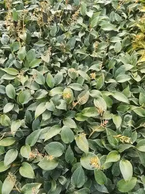 6 x Hosta hybr. 'Canadian Blue' - Hosta - vaso 9 x 9 cm