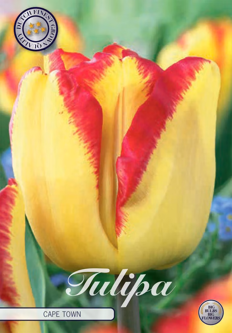 Tulipano Cape Town (10 bulbi) | Bulbi di tulipano di Sam van Schooten