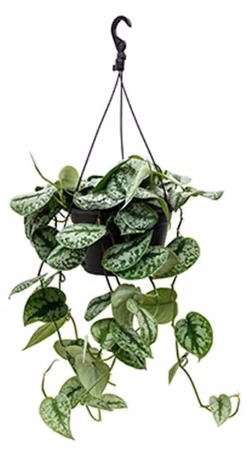 Piante rampicanti - Scindapsus pictus 'Trebie' Ampel ca. 40 cm - Piante verdi