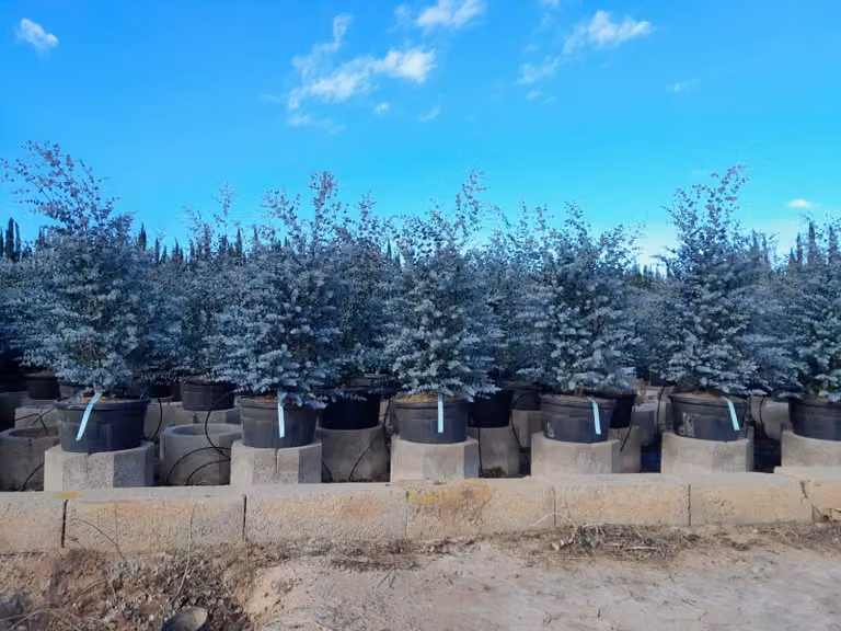 Albero del sole - Eucalyptus gunnii 'Azura' 140 cm - Resistente all'inverno - Albero del sole