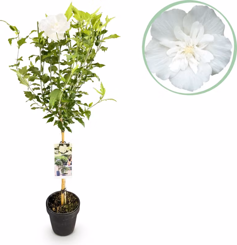 Hibiscus syriacus White Chiffon - Pianta da appartamento - Pianta da terrazzo - Decidua - Bassa manutenzione - 80-90cm - Ø19cm - Pianta da giardino