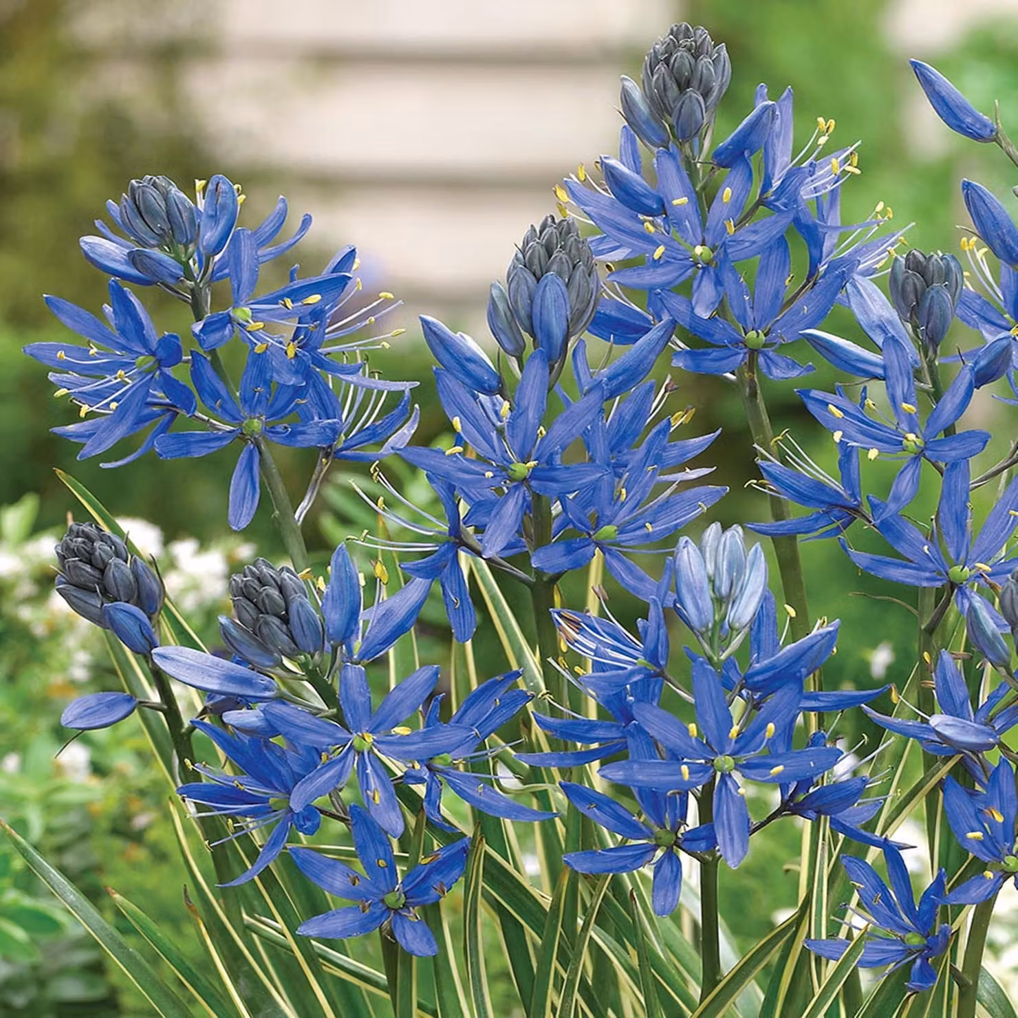 Fiori di Camassia Bulbi di Kamasja Orion 10 pz.