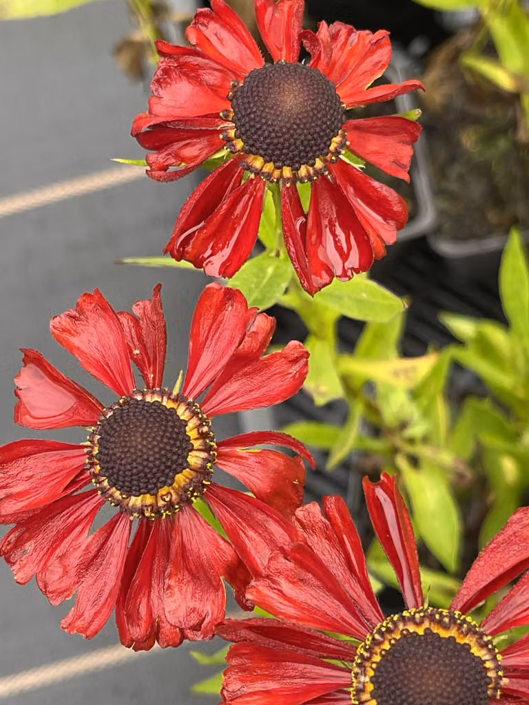 6 x Helenium hybr. 'Kupferzwerg' - Girasole - vaso 9 x 9 cm