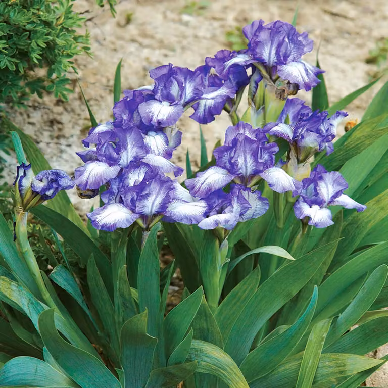 Iris Pumila Nisko Petit Polka 1 pz. Iris Rizomi Piantine Iris