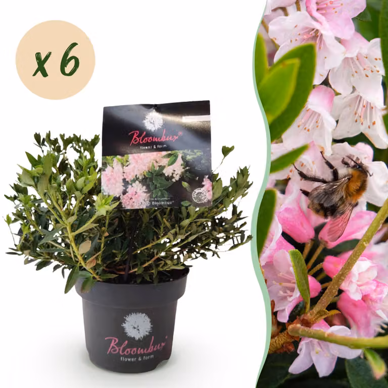 Rododendro nano - Rhododendron Bloombux Light Pink - Bosso da fiore - Bassa manutenzione - Fiore rosa chiaro - 6 piante - 30-40cm - Ø17cm - Pianta da giardino