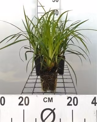 6 x Carex morr. 'Irish Green' - Teppich-Segge giapponese - Topf 9 x 9 cm