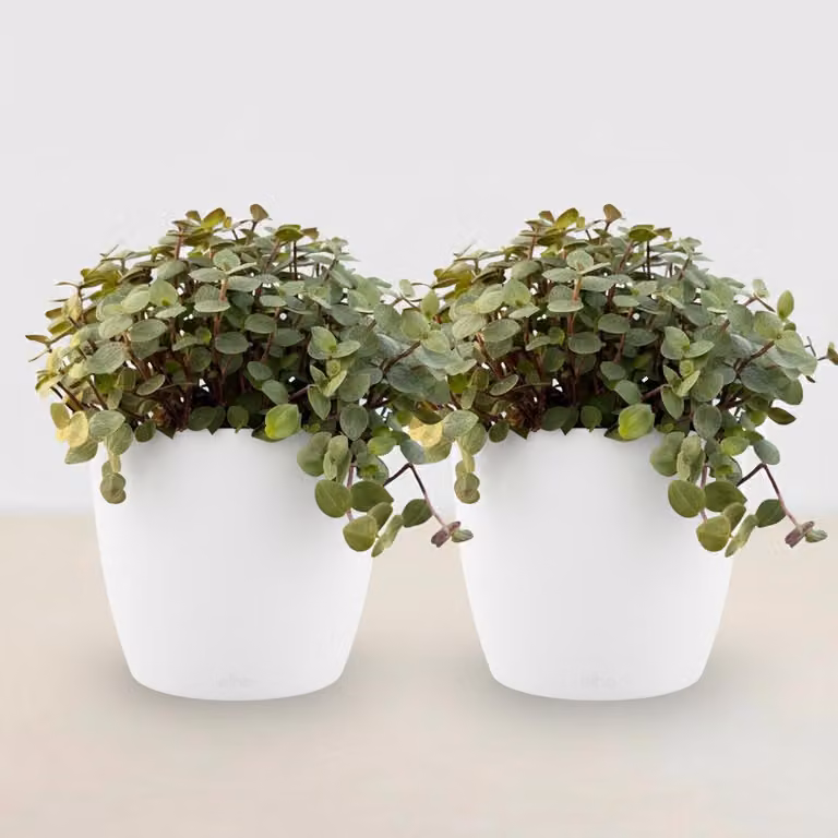 Calissia repens, pianta da appartamento, set da 2 con vaso bianco Ø12cm