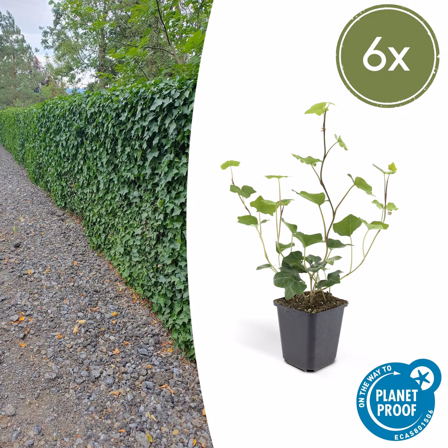Hedera Hibernica | 6 stuks - 10-25cm - Ø9cm - Pianta da giardino