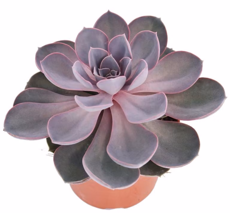 Perla Echeveria di Norimberga - grande pianta in vaso da 12 cm