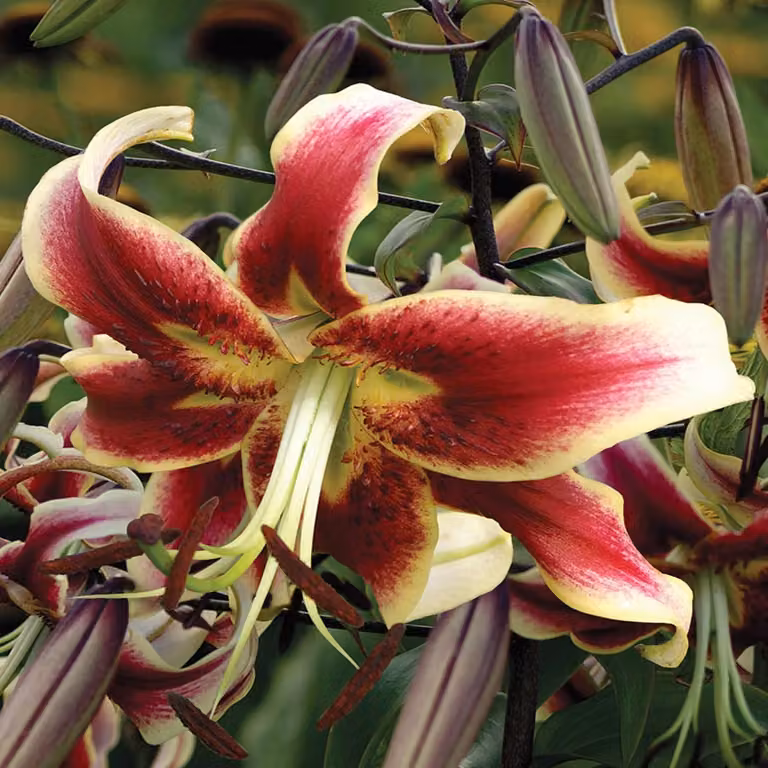 Gigli Bulbi da fiore Bulbi da fiore Giglio arboreo Scheherezade 1 pz.