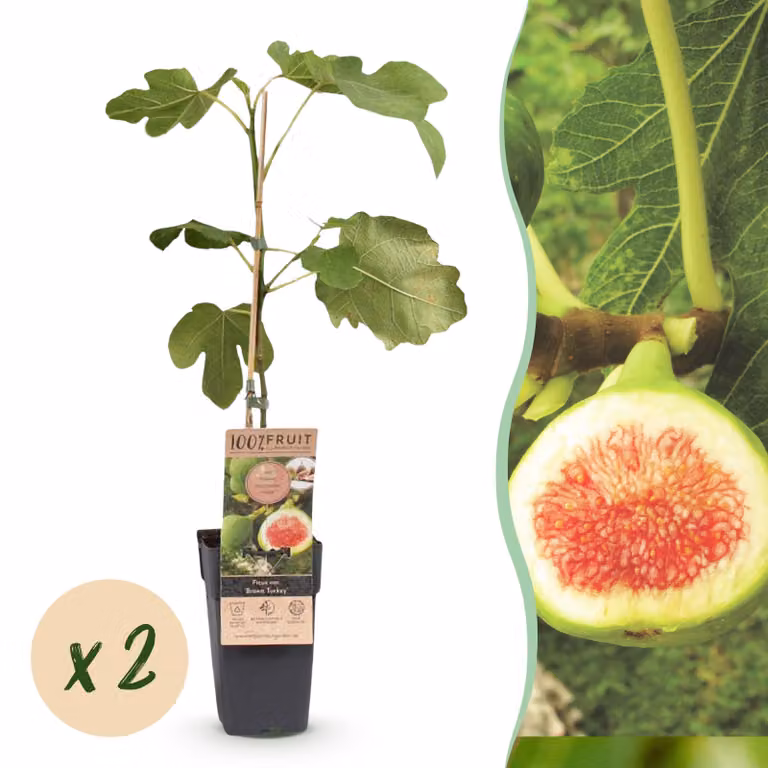 Ficus carica Brown Turkey - Fico - Resistente - Verde - Frutto viola - 2 piante - 40-50cm - Ø15cm - Pianta da giardino