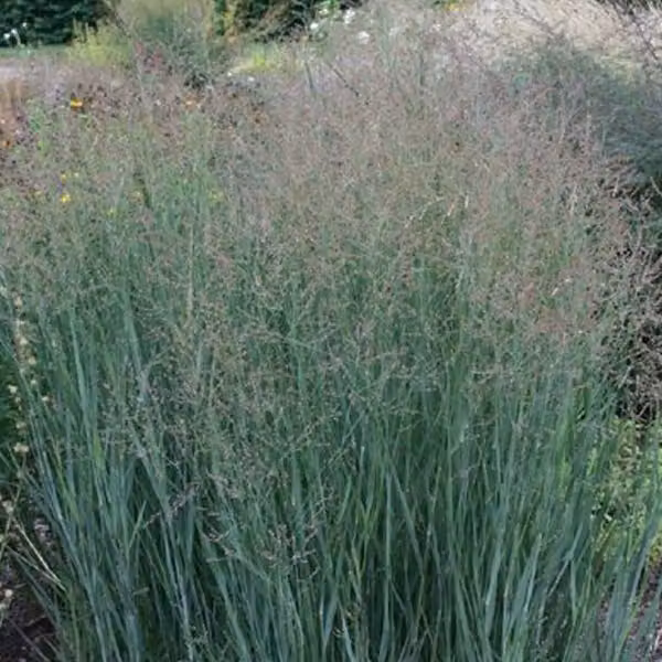 6 piante di Panic grasso 'Heavy Metal' (Panicum virgatum), con foglie di colore bluastro | Vaso da 9x9 cm