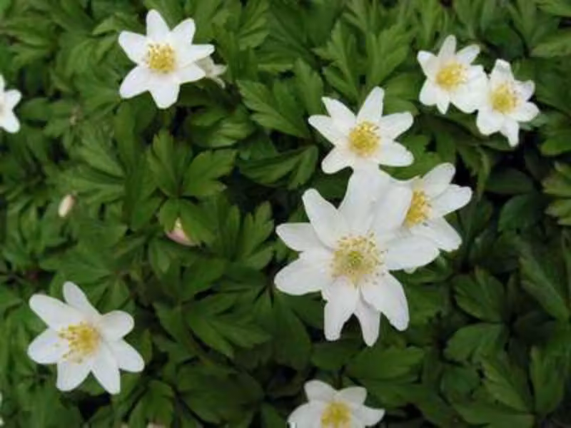 100 x Anemone nemorosa - Bulbi da fiore - Bulbi