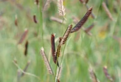 6 x Bouteloua gracilis - Erba zanzara - vaso 9x9cm