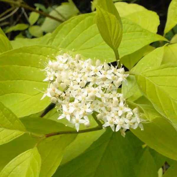 2 piante di Biancospino comune (Cornus alba 'Aurea'), altezza 60-80 cm, in vaso