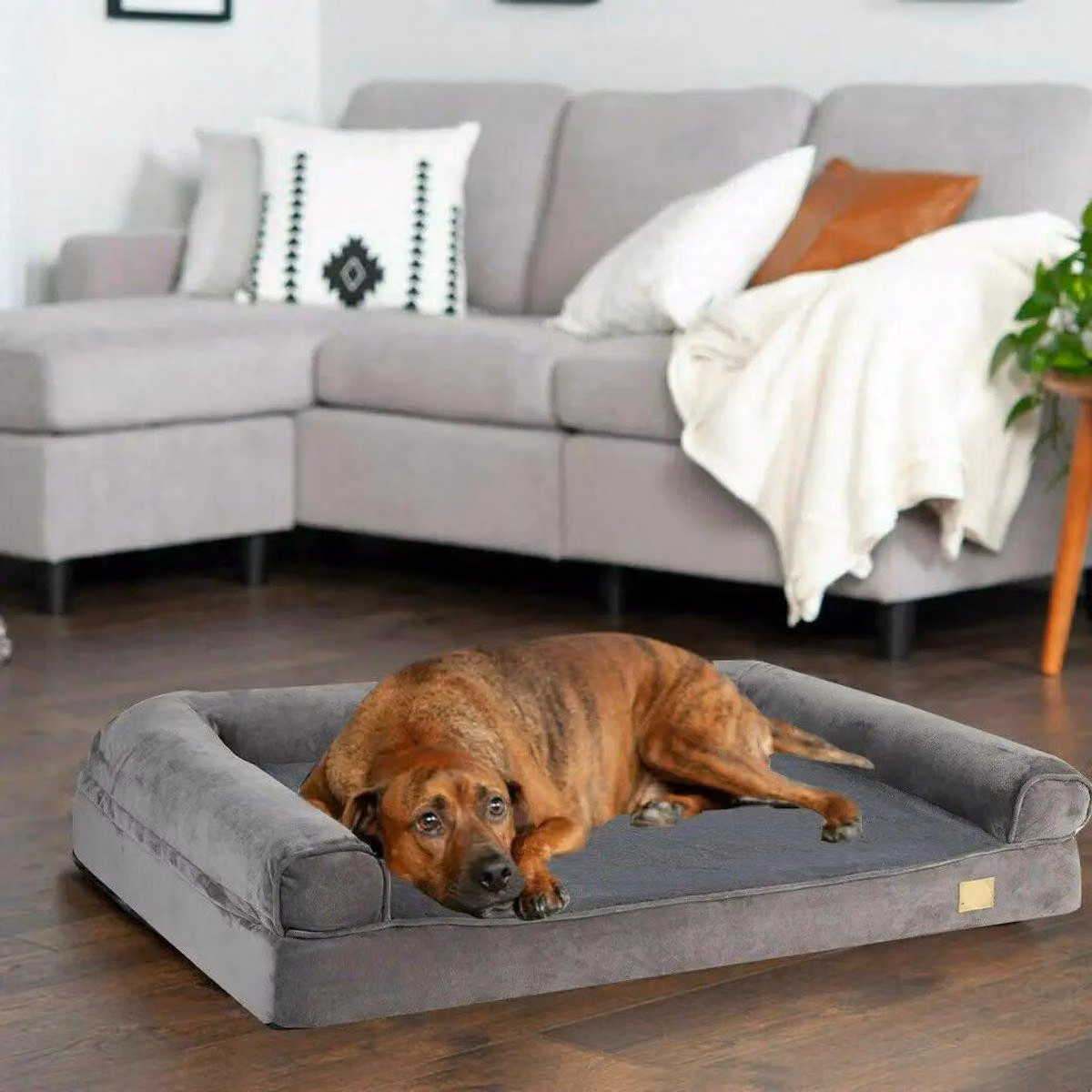 Cuccia ortopedica per cani – Confortevole e stabile – Copertura lavabile – Impermeabile e antiscivolo – Ideale per cani e gatti – Taglia media – 80 x 60 x 18 cm