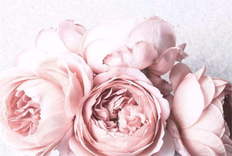 Copriradiatore - Tappetino magnetico rosa 60x100 cm Fiori eleganti Peonie Decorazione moderna e romantica