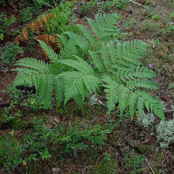6 piante di felce aquilina (Pteridium aquilinum) | Vaso da 9x9 cm