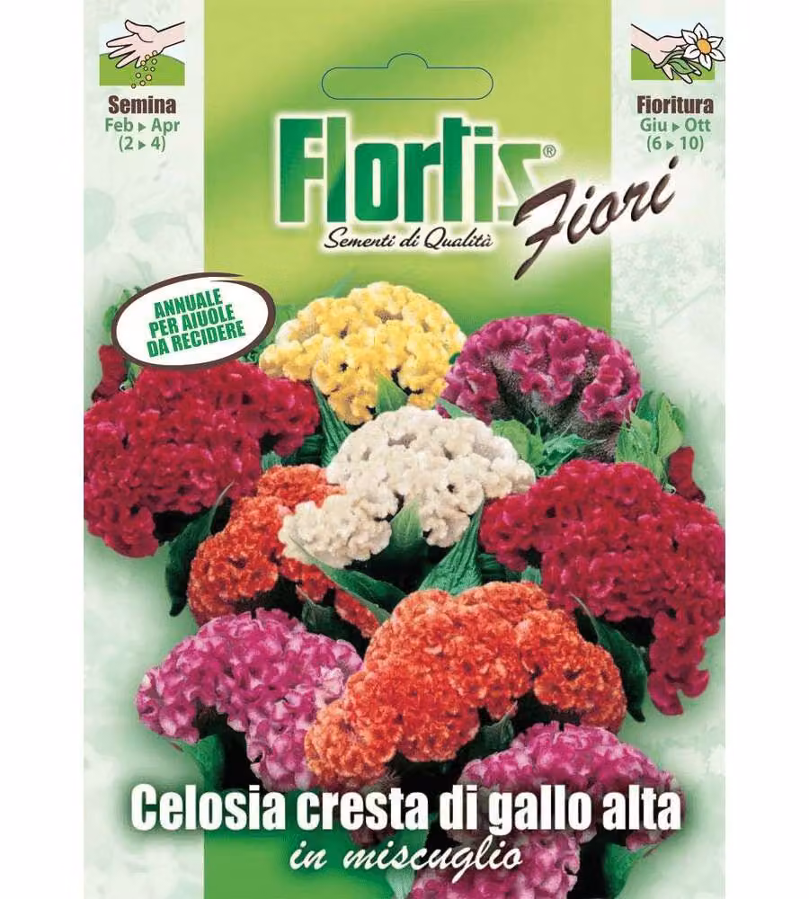 Celosia Cresta di Gallo Mix - Semi fioritura piumosa - Altezza 40 cm