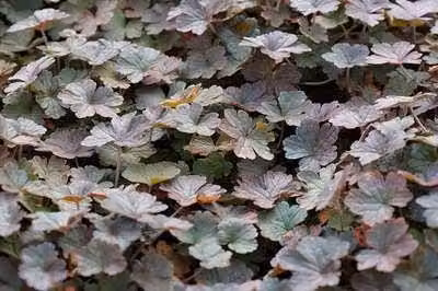 6 x Geranium hybr. 'Dusky Crug' - Cranesbill - vaso 9 x 9 cm