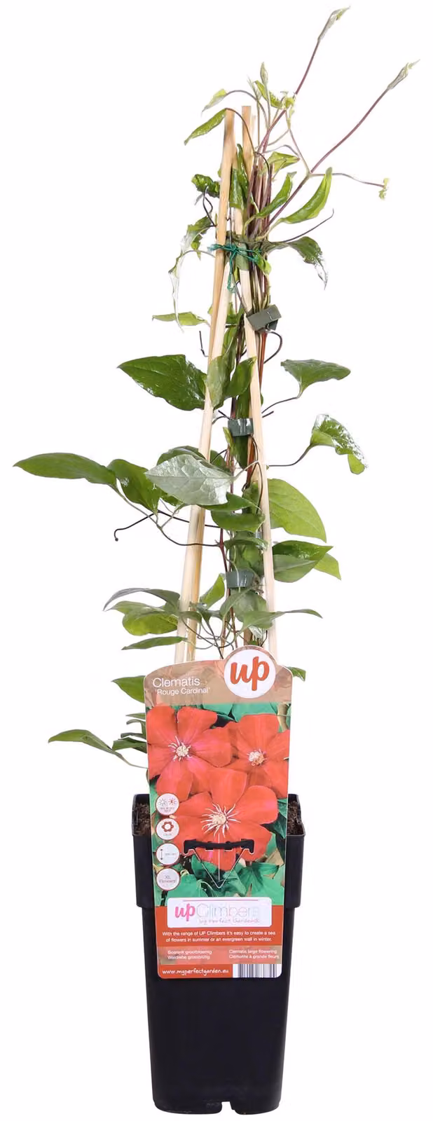 Clematide Hagley Hybrid - Clematide rossa